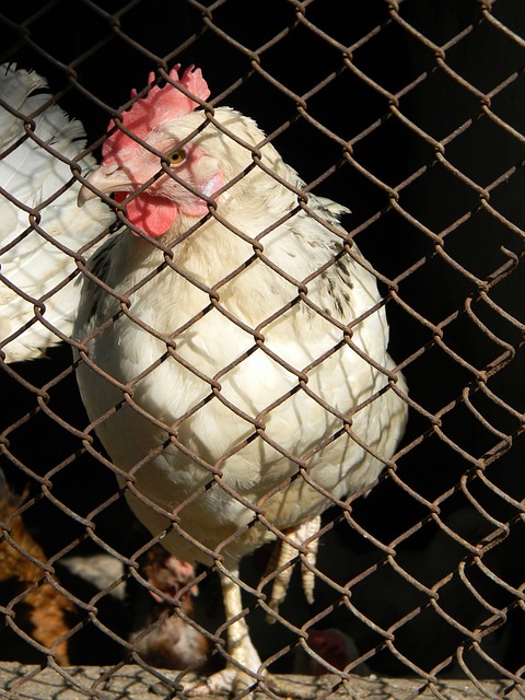 双方发挥的 双方发挥的